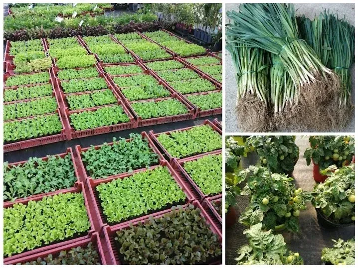 Producteur de plants de légumes à Sainte-Austreberthe