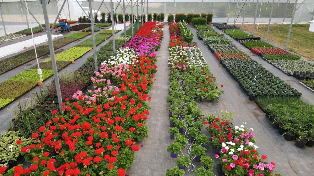 Culture de plantes à Sainte-Austreberthe