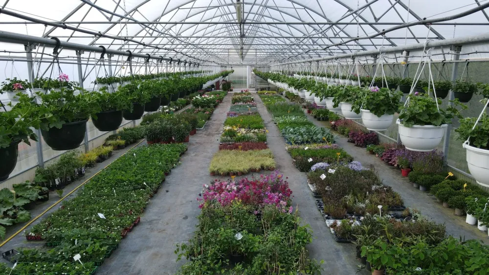 Serres horticoles à Sainte-Austreberthe