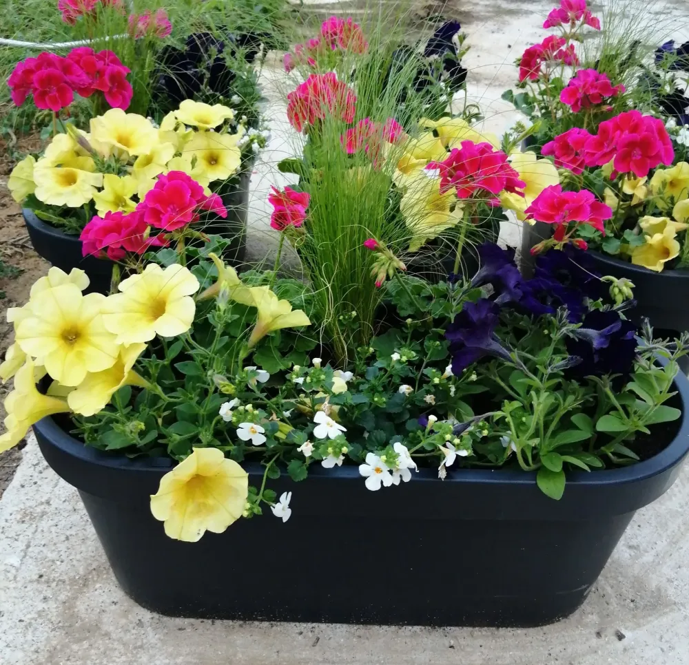 Vente florales à Sainte-Austreberthe