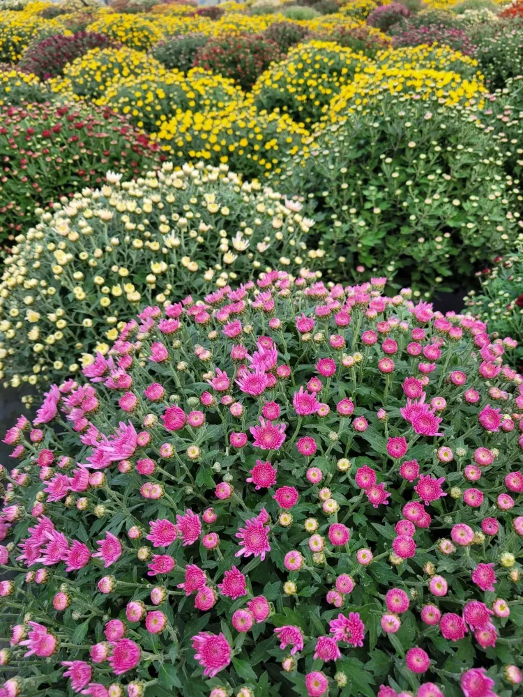Producteur de plants de fleurs à Sainte-Austreberthe